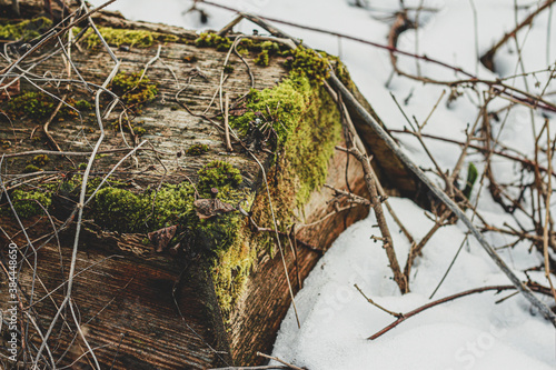 Mossy tree stump covered with snow, old case