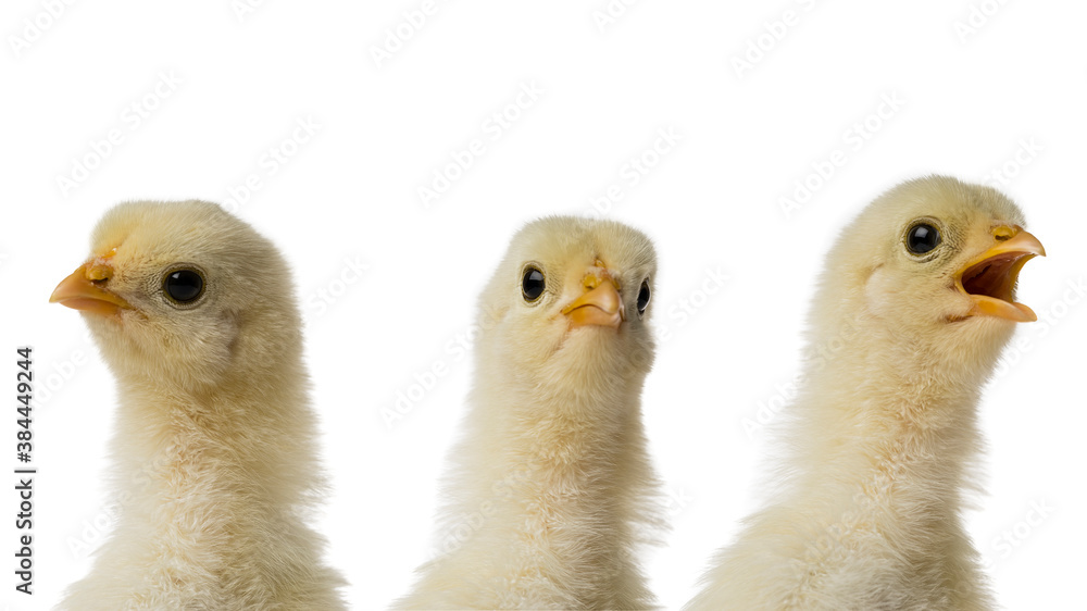 Three Young fluffy yellow Easter Baby Chicken heads against white background