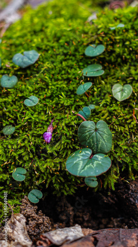 Garden green mossy soil, summer, forrest ivy