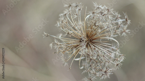 Dandelion dried in the garden, summer