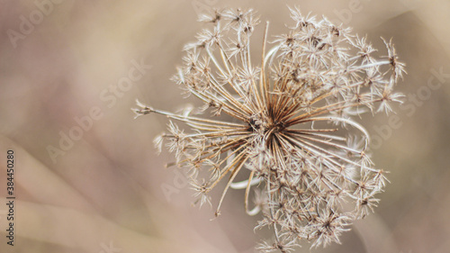 Dandelion dried in the garden, summer