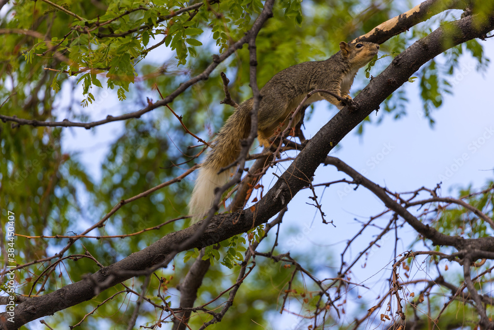 Active squirrel scouting for food Active squirrel scouting for food