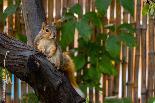 Active squirrel scouting for food