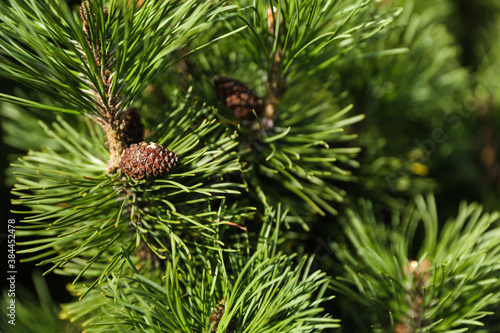 spruce branch with cones close up