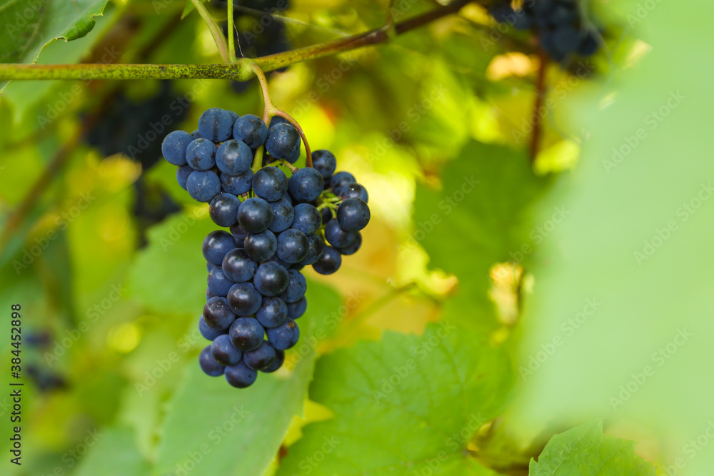 a bunch of grapes on the background of a vine with sun glare