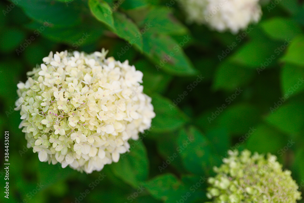 background of hydrangea flower top view background of hydrangea flower top view