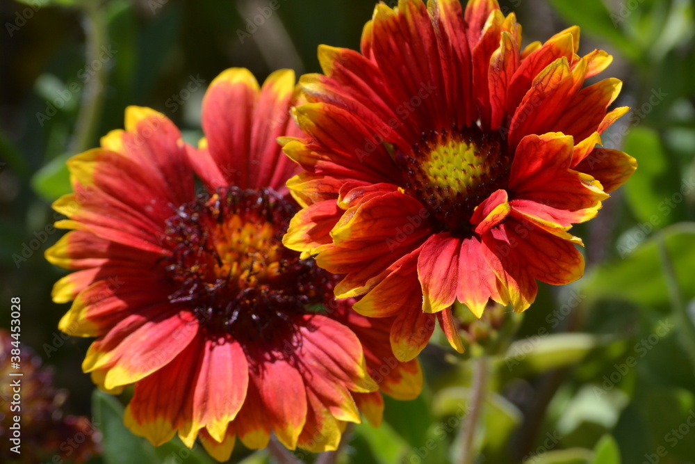 Obraz premium Red Dahlia Flower in Garden
