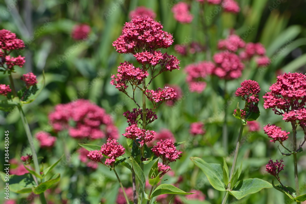 Dark Pink Flowers in Garden Dark Pink Flowers in Garden