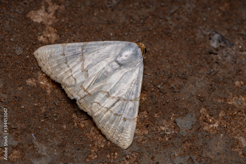 Brazilian Underwing moth photo