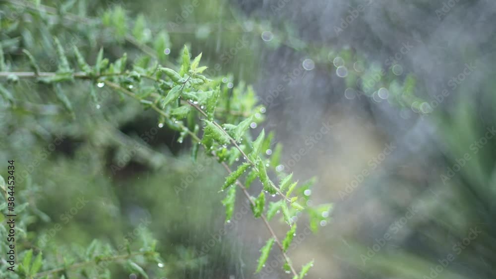 Sprikler Rain Sprikler Rain