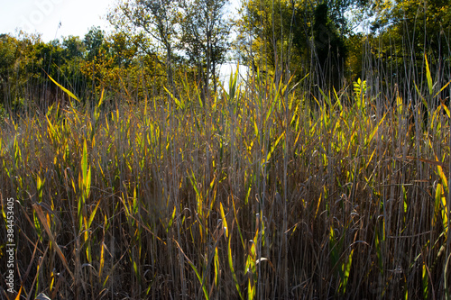 Reeds in the Station Road area in the Cuyahoga Valley National Park