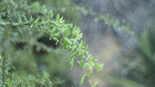 Sprikler Rain photo