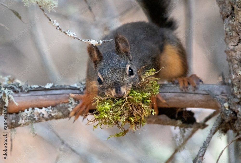 Fototapeta premium A Douglas squirrel in the woods of Oregon.