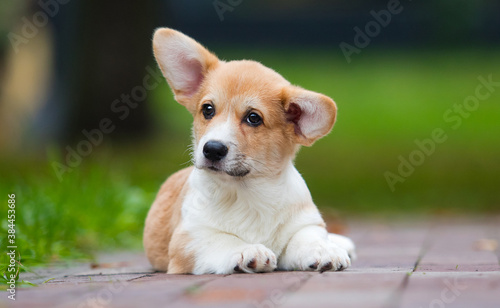 little welsh corgi puppy lies on the lawn in the park