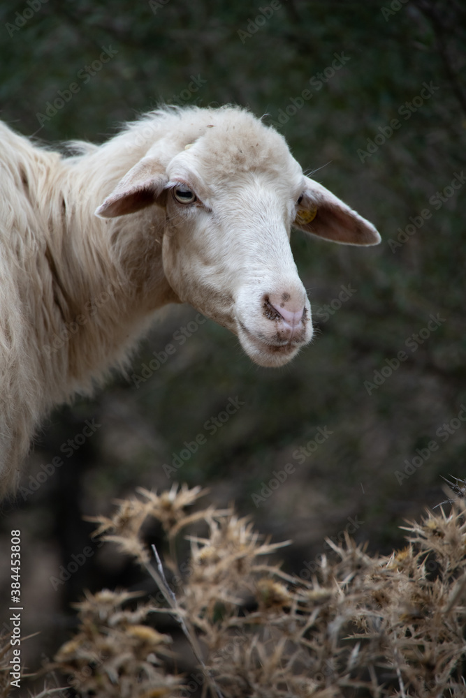 Artistic head shot portrait of a curious, friendly sheep in Sardinia, Italy. Curly white hair, sheepish, perplexed look, tame attitude. Green blurred background. Animal posing for camera. Artistic head shot portrait of a curious, friendly sheep in Sardinia, Italy. Curly white hair, sheepish, perplexed look, tame attitude. Green blurred background. Animal posing for camera.