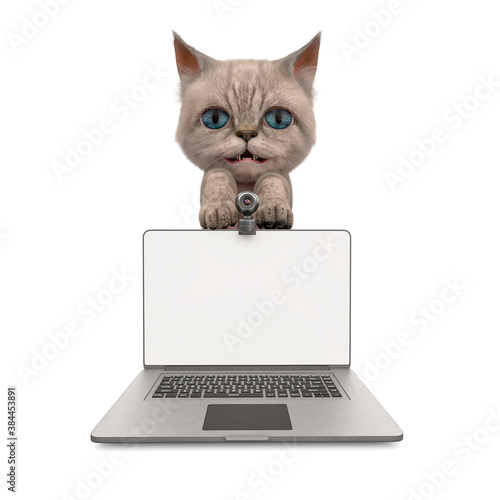 cute cat with a laptop