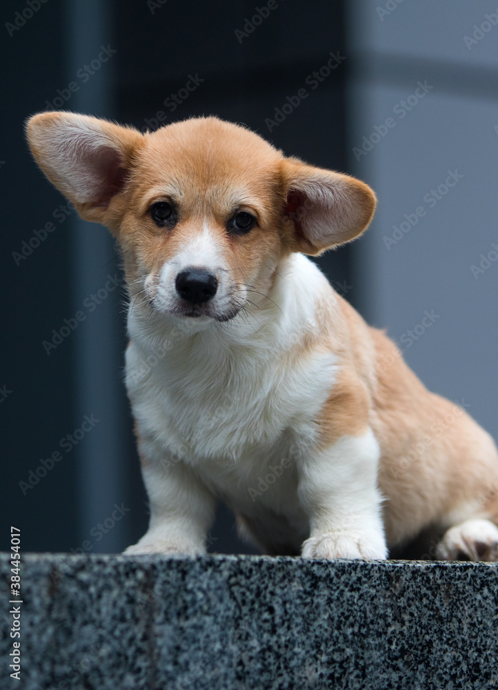 corgi puppy on the porch of the house