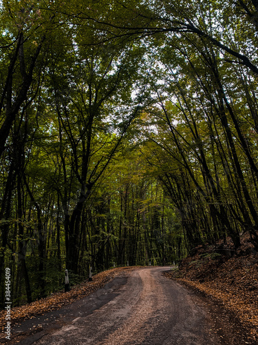Fototapeta Naklejka Na Ścianę i Meble -  road in the woods