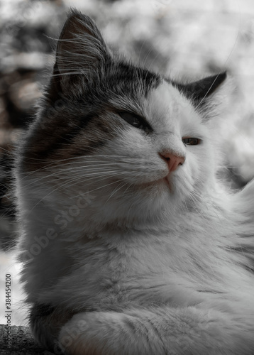 Retrato de un gato en el suelo mirando a un lado