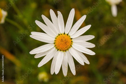 daisy flower