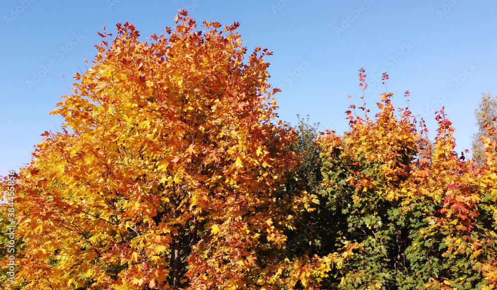 Top view of a beautiful autumn park with trees of yellow and green contrasting foliage Top view of a beautiful autumn park with trees of yellow and green contrasting foliage