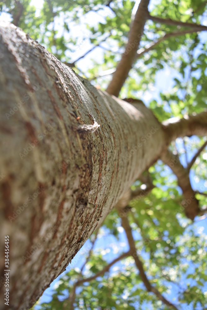 Obraz premium Tree trunk low angle