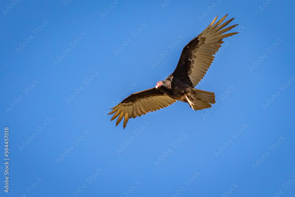 Turkey vulture (Cathartes aura) circling overhead in western oklahoma