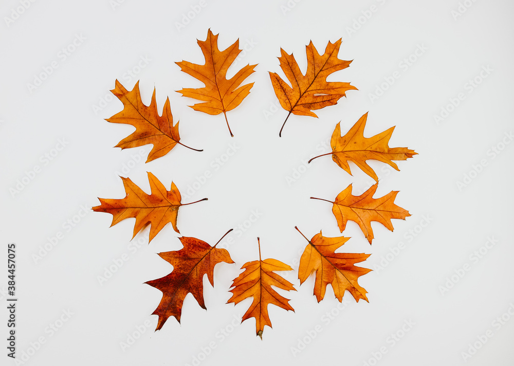 autumn leaves isolated on white.
Isolated oak leaves lie in a circle on a white background, top view. autumn leaves isolated on white.
Isolated oak leaves lie in a circle on a white background, top view.