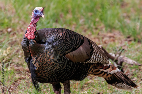 Wild turkey (Meleagris gallopavo), Rio Grand subspecies, in the Wichita Mountains National Wildlife Refuge