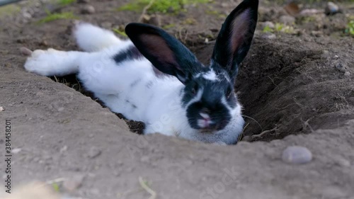 Sleeping bunny in a hole is awakened by a rogue pebble