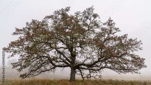 Foggy Fall - An Oregon White Oak (Quercus garryana) on a foggy Fall morning. Finley National Wildlife Refuge, Oregon