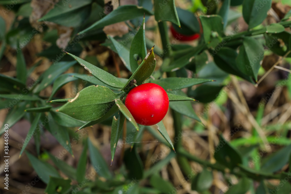Butcher's Broom or Ruscus aculeatus. The plant was used as a broom by butchers in Europe. The 
essential oil of this plant has antibacterial properties. 