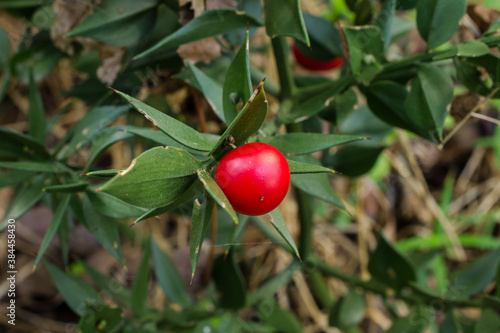 Quadro su tela Butcher's Broom or Ruscus aculeatus