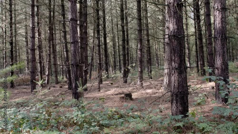 handheld static of a dense high rise pine woodland handheld static of a dense high rise pine woodland