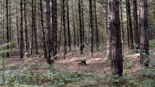 handheld static of a dense high rise pine woodland