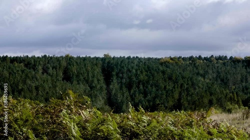 static across the sky line of a horizon of pinetrees