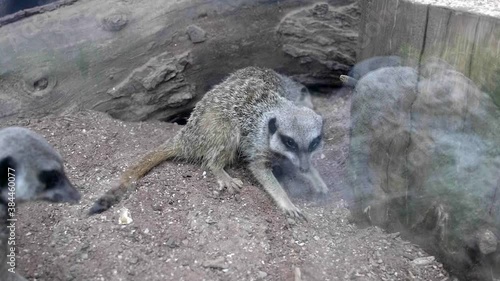 Polecat scurrying around a natural themed enclosure