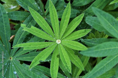 Light green lupine leaf with water drops between darker leaves