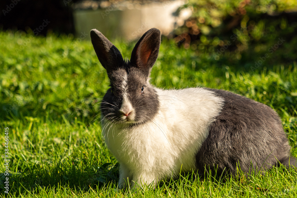 one cute chubby bunny with mix of grey and white fur laying on green grass field under the sun staring at you way one cute chubby bunny with mix of grey and white fur laying on green grass field under the sun staring at you way