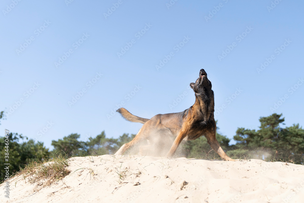 Naklejka premium Belgian sheepdog or Malinois dog playing catch with a ball outdoors in a dune area