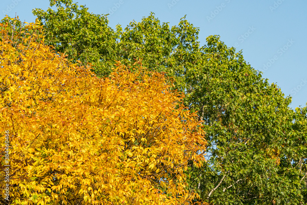 Fototapeta premium trees in the park display beautiful green and golden autumn colour under blue sky