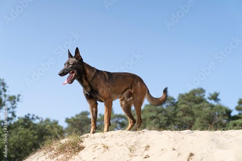 Belgian sheepdog or Malinois dog playing catch with a ball outdoors in a dune area