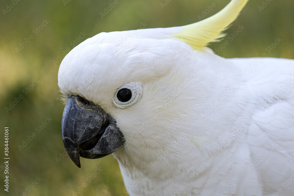 Close up of Sulphur-crested Cockatoo
