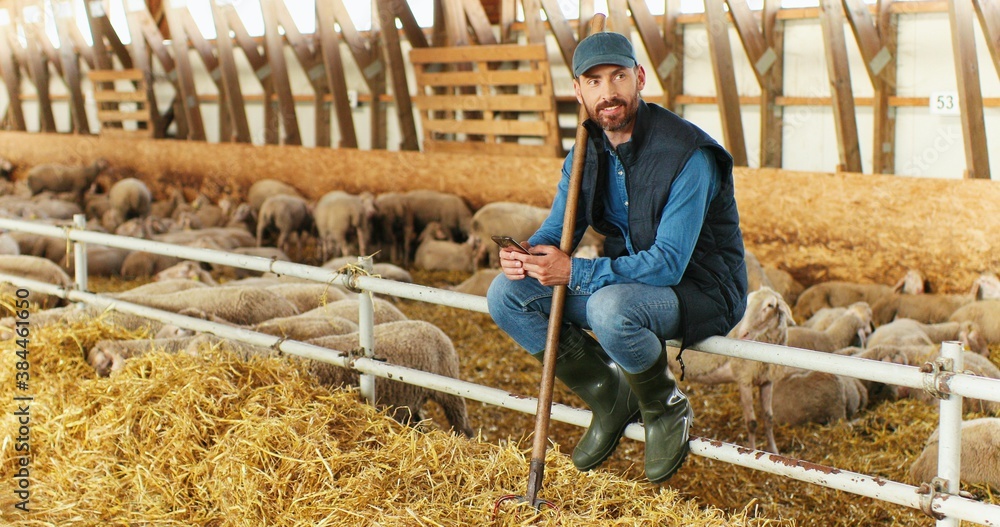 Smiled cheerful Caucasian handsome male shepherd sitting in stable with sheep and texting message on smartphone. Happy joyful man farmer in shed with animals tapping and scrolling on mobile phone. Smiled cheerful Caucasian handsome male shepherd sitting in stable with sheep and texting message on smartphone. Happy joyful man farmer in shed with animals tapping and scrolling on mobile phone.