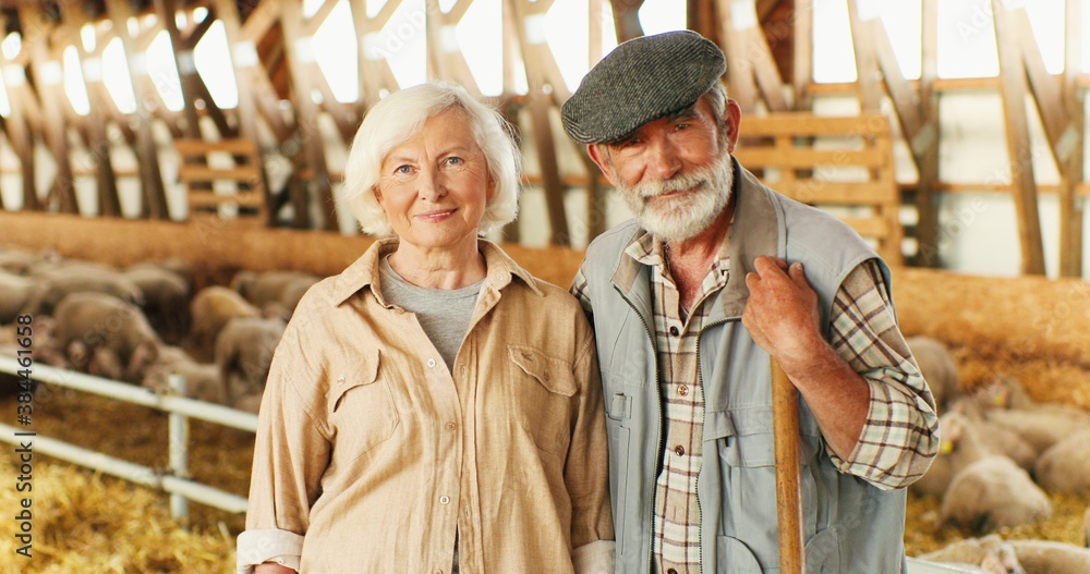 Portrait of happy old Caucasian married couple of farmers looking and smiling to camera while standing in stable for livestock. Senior man and woman with gray hair at sheep farm. Pensioners.