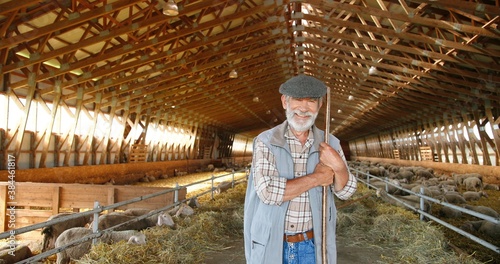 Portrait of old Caucasian handsome smiled grandfather with fork standing in stable of sheep and smiling to camera. Dolly shot. Senior male shepherd cleaning barn concept. Animals farming concept.