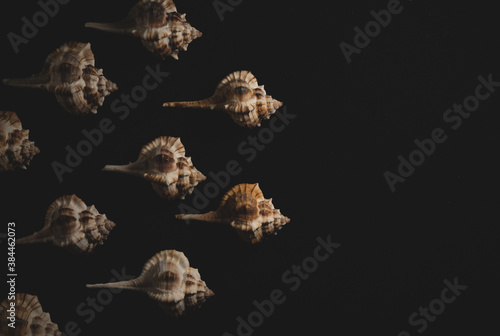 Bolinus brandaris Seashell macro close up photo