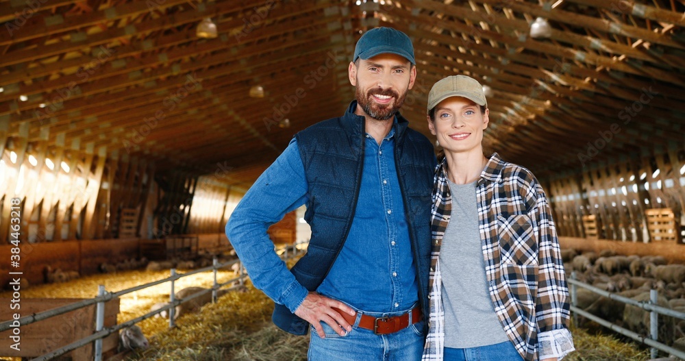 Portrait of Caucasian happy couple of shepherds standing in stable and hugging, smiling to camera and embracing. Sheep flock in barn. Cheerful farmers in embrace. Man and woman together in hugs. Portrait of Caucasian happy couple of shepherds standing in stable and hugging, smiling to camera and embracing. Sheep flock in barn. Cheerful farmers in embrace. Man and woman together in hugs.