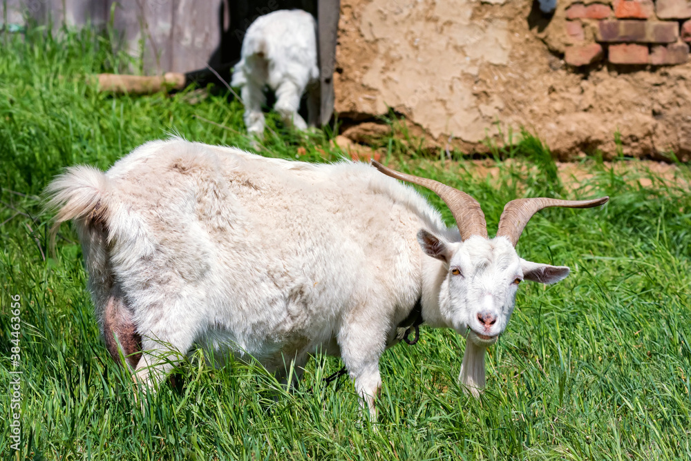 White domestic horny goat grases in green field White domestic horny goat grases in green field