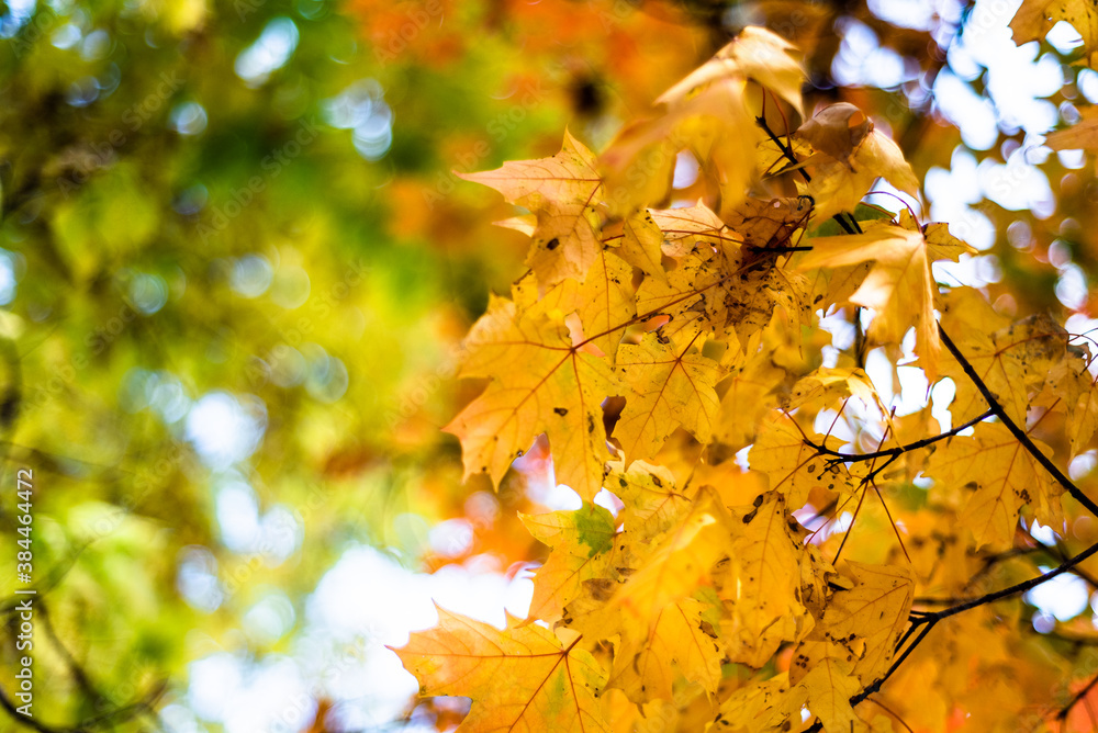 Fototapeta premium autumn leaves on a tree